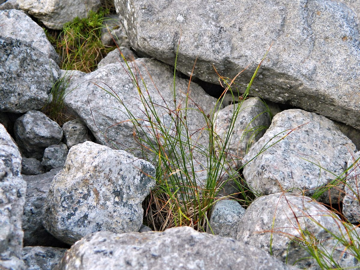 Изображение особи род Juncus.