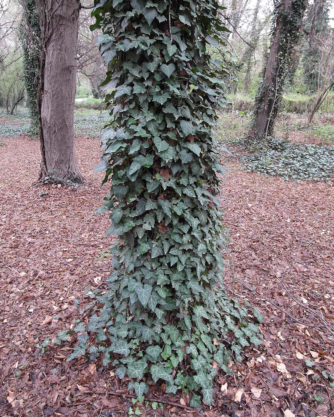 Image of Hedera helix specimen.