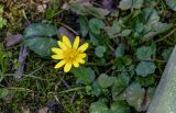 Ficaria verna