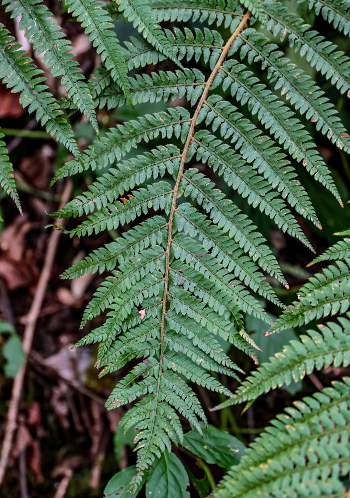 Image of Polystichum braunii specimen.