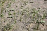 Carex physodes. Вегетирующие растения. Таджикистан, Хатлонская обл., р-н Джайхун, окр. с. Нижний Пяндж, пустыня Карадум, грядово-бугристые пески. 15 апреля 2025 г.