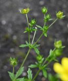Potentilla intermedia. Верхушка зацветающего растения. Московская обл., ГО Подольск, мкр-н Климовск, зарастающая асфальтовая дорожка. 24.06.2025.