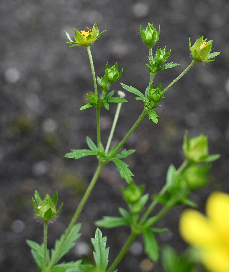 Изображение особи Potentilla intermedia.