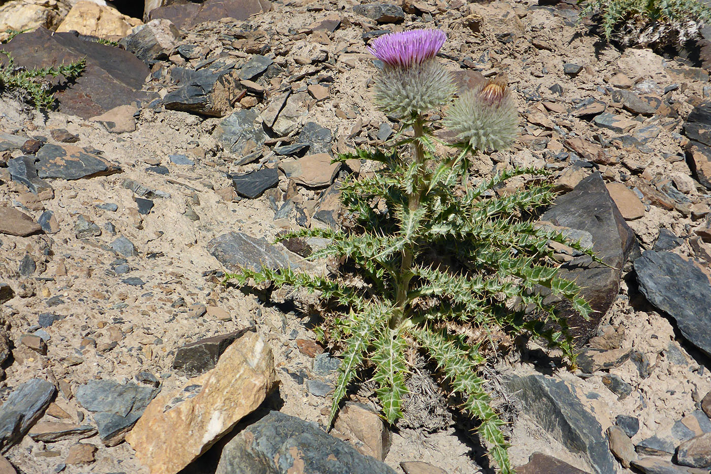 Image of Olgaea nivea specimen.