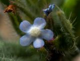 род Anchusa. Цветок. Крым, г. Судак, ур. Алчак-Кая, каменистый осыпающийся склон. 10.04.2025.