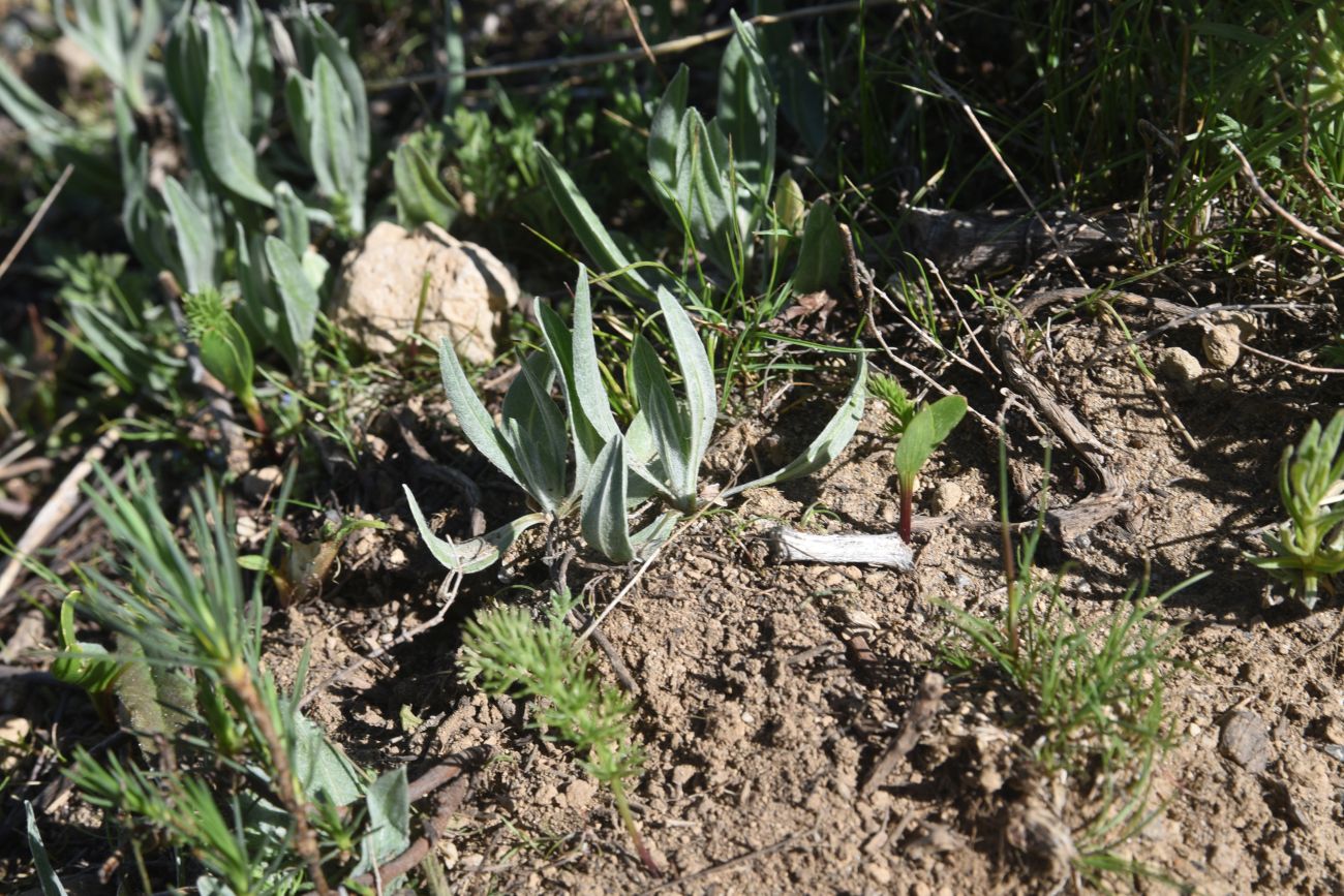 Image of Unknown species specimen.