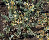 Pyrethrum balsamita