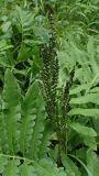 Onoclea sensibilis. Фертильная вайя и части стерильный вай. Хабаровский край, окр. г. Комсомольск-на-Амуре, кедрово-широколиственный лес. 06.08.2025.