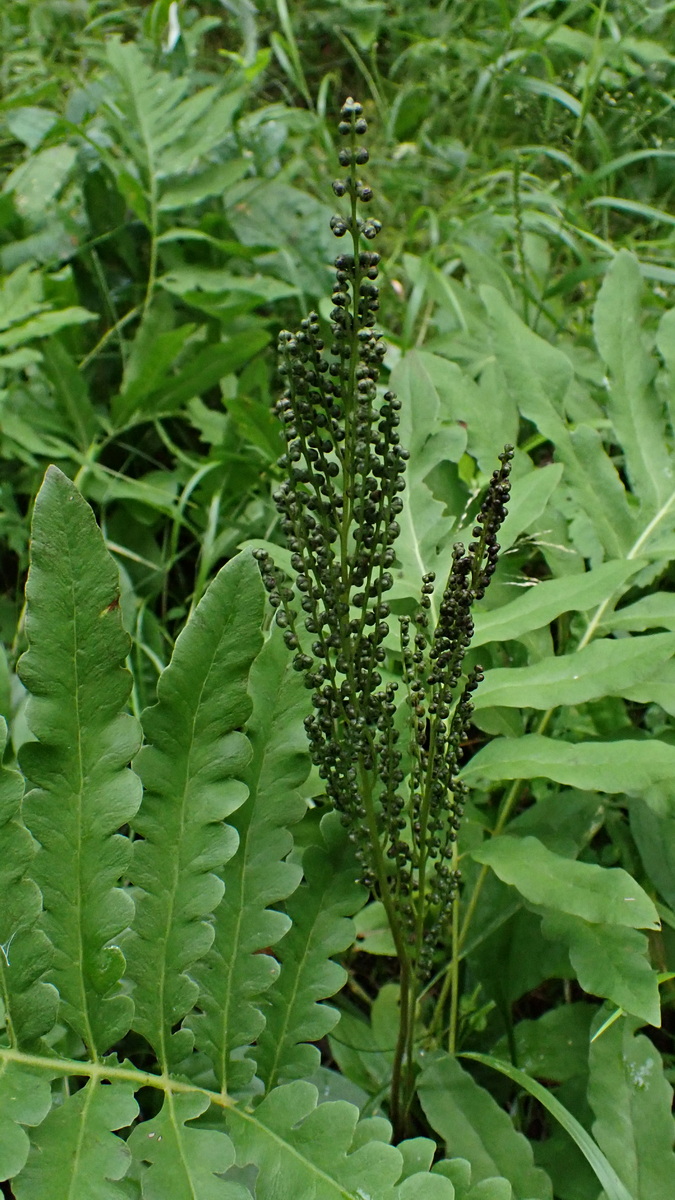 Image of Onoclea sensibilis specimen.
