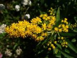 Solidago canadensis