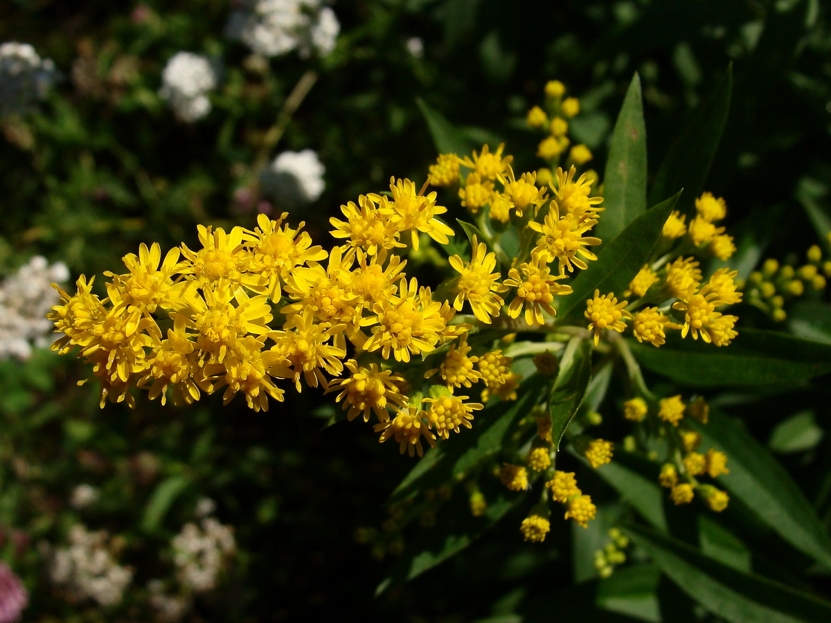 Изображение особи Solidago canadensis.
