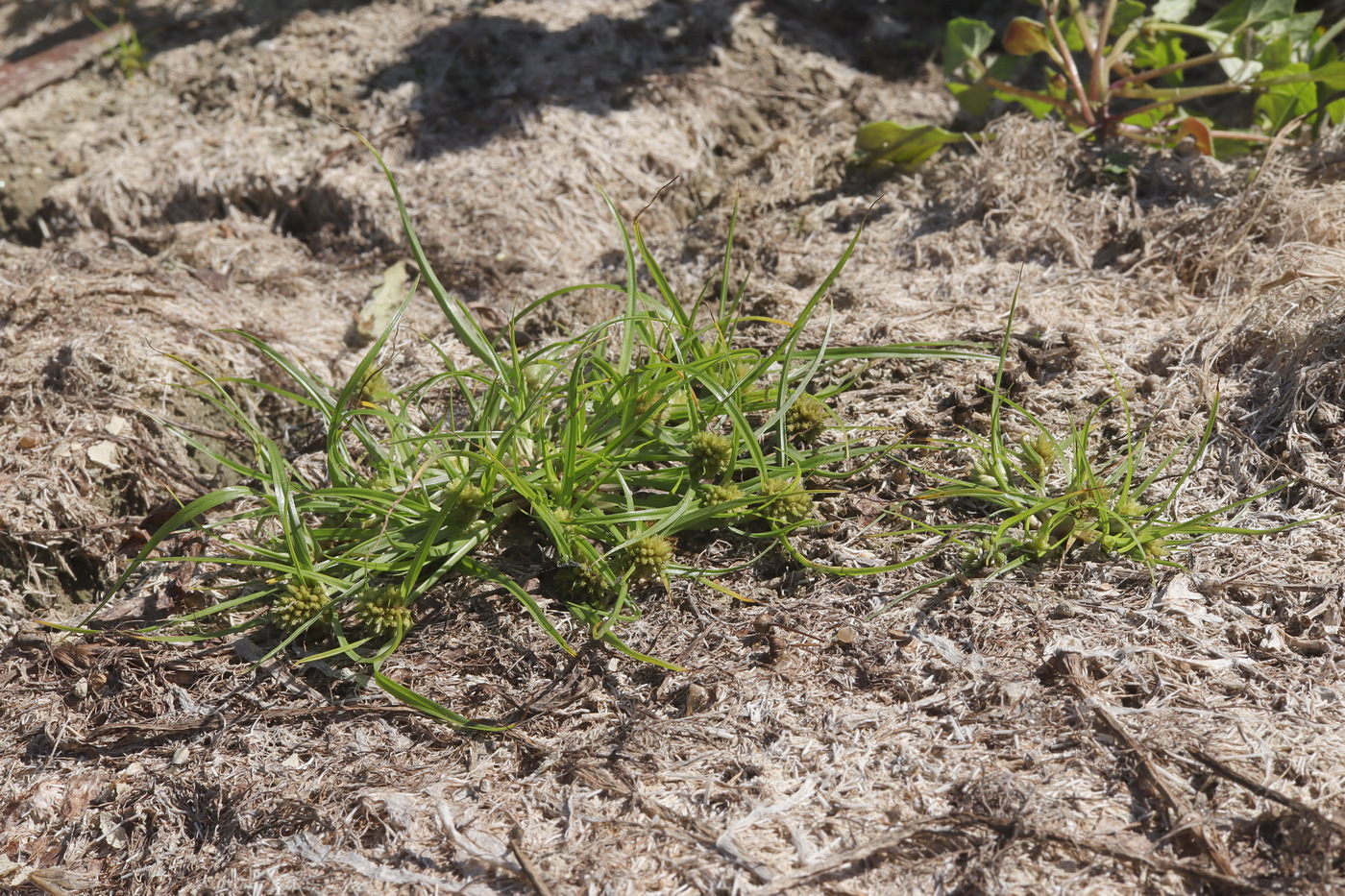 Image of Cyperus michelianus specimen.