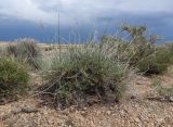 Astragalus kessleri