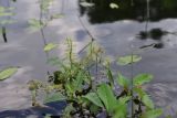 Rorippa amphibia