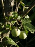 Malus domestica