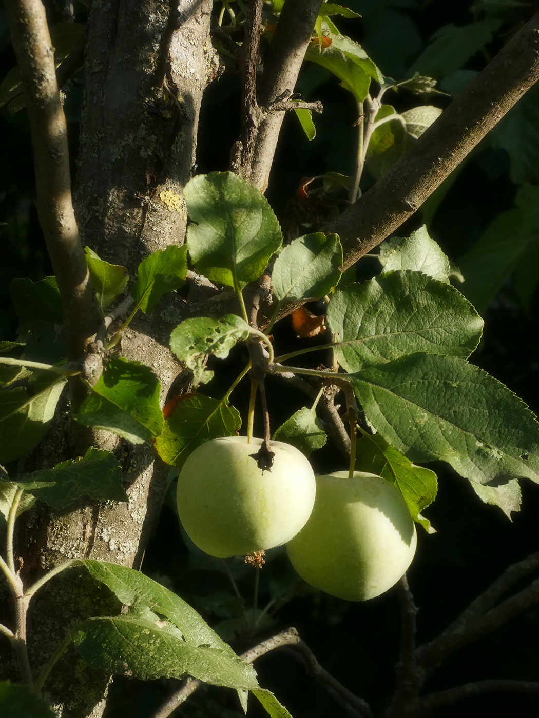 Изображение особи Malus domestica.