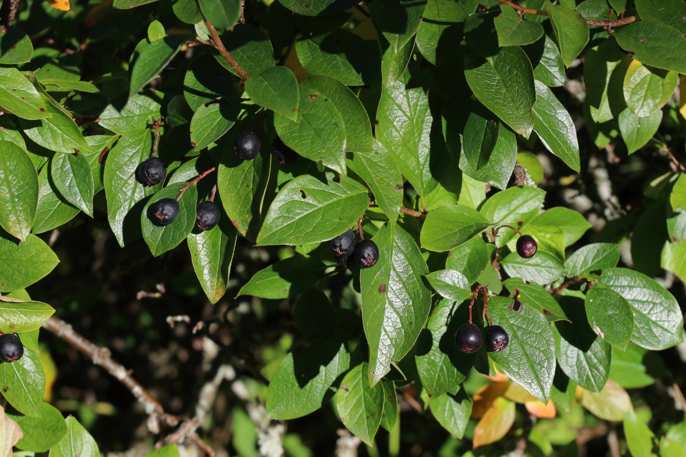 Изображение особи Cotoneaster lucidus.