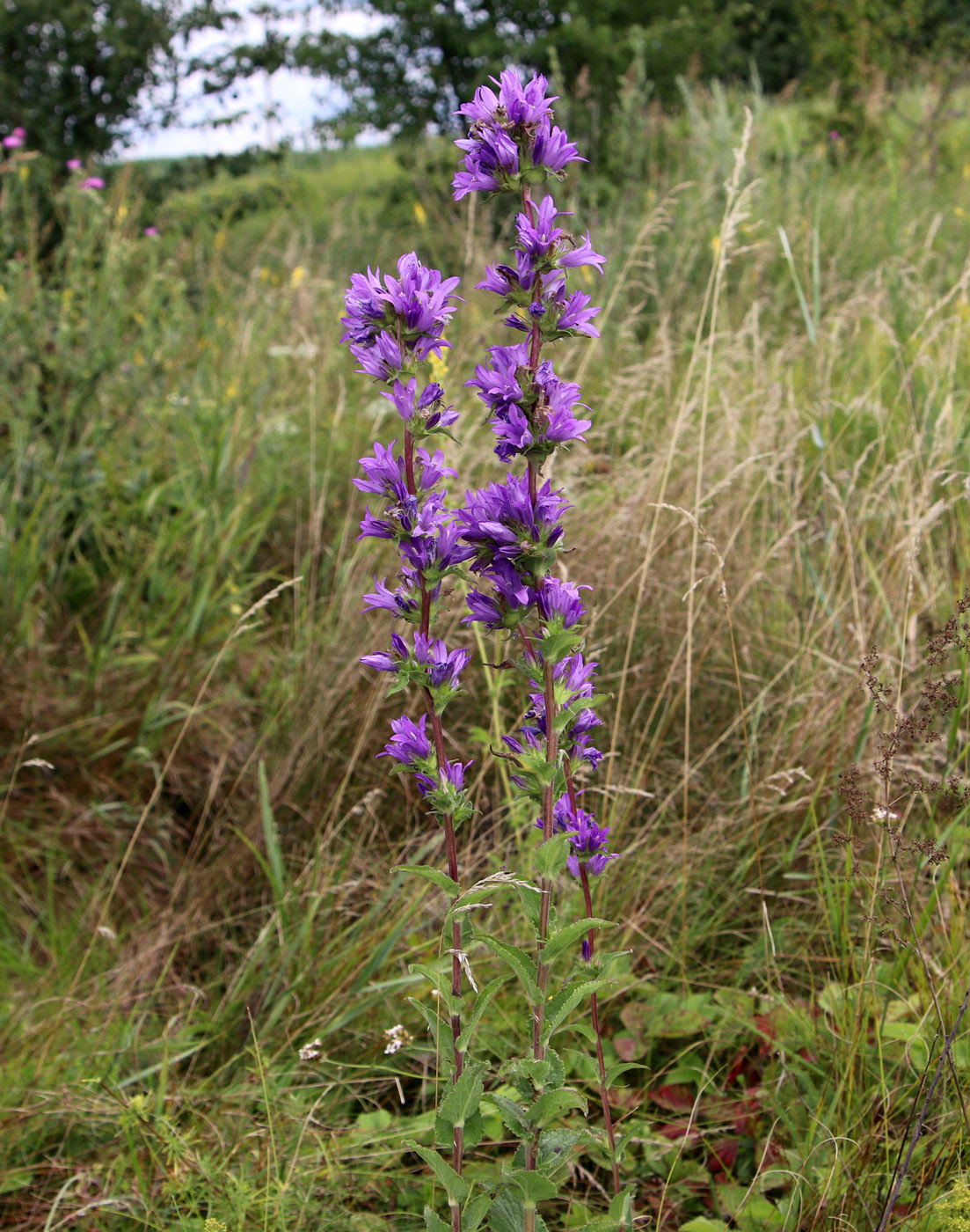 Image of Campanula glomerata specimen.