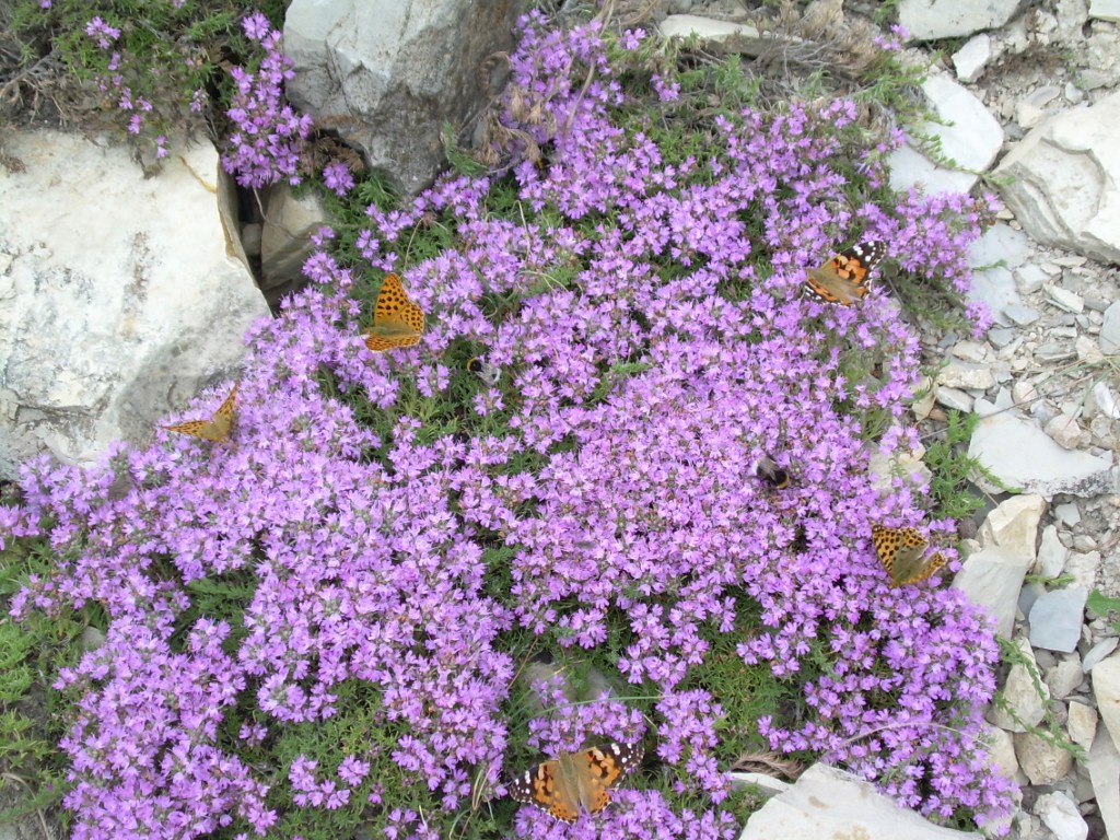 Image of Thymus helendzhicus specimen.