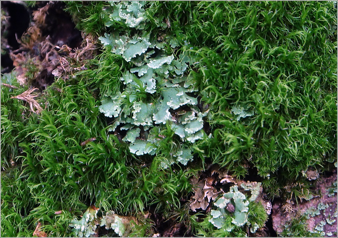 Image of genus Cladonia specimen.