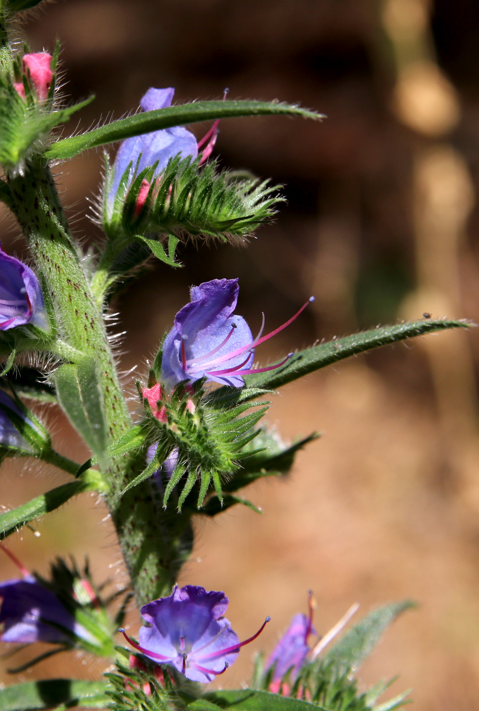 Image of Echium vulgare specimen.