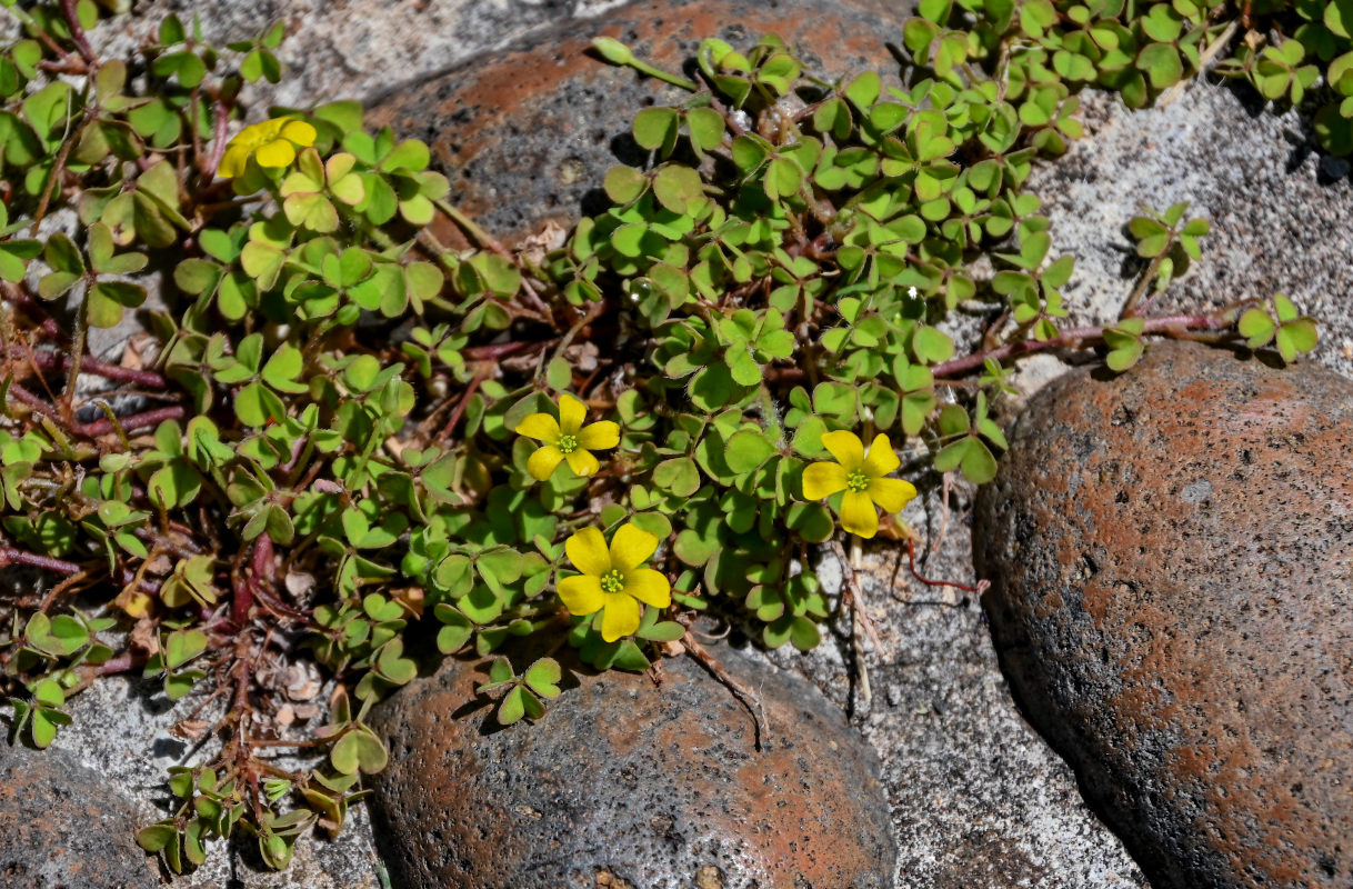 Image of Oxalis corniculata specimen.
