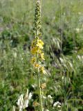 Agrimonia eupatoria