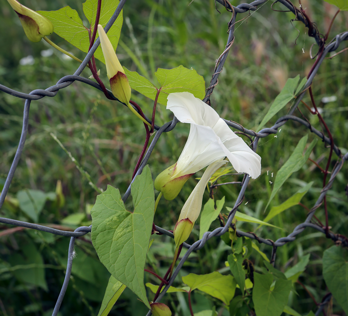 Image of Calystegia silvatica specimen.