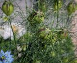 Nigella damascena. Плоды. Абхазия, Гагрский р-н, с. Лдзаа, цветник. 09.06.2025.