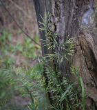 Scleropoa rigida. Верхушка цветущего растения. Абхазия, Гудаутский р-н, окр. с. Лдзаа, берег речки. 08.06.2025.