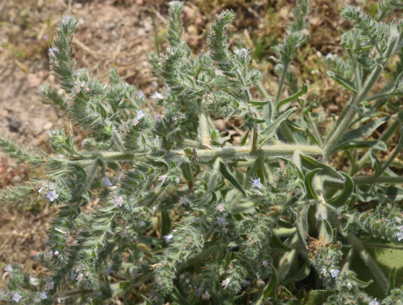 Image of Echium biebersteinii specimen.
