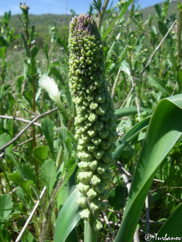 Image of genus Bellevalia specimen.