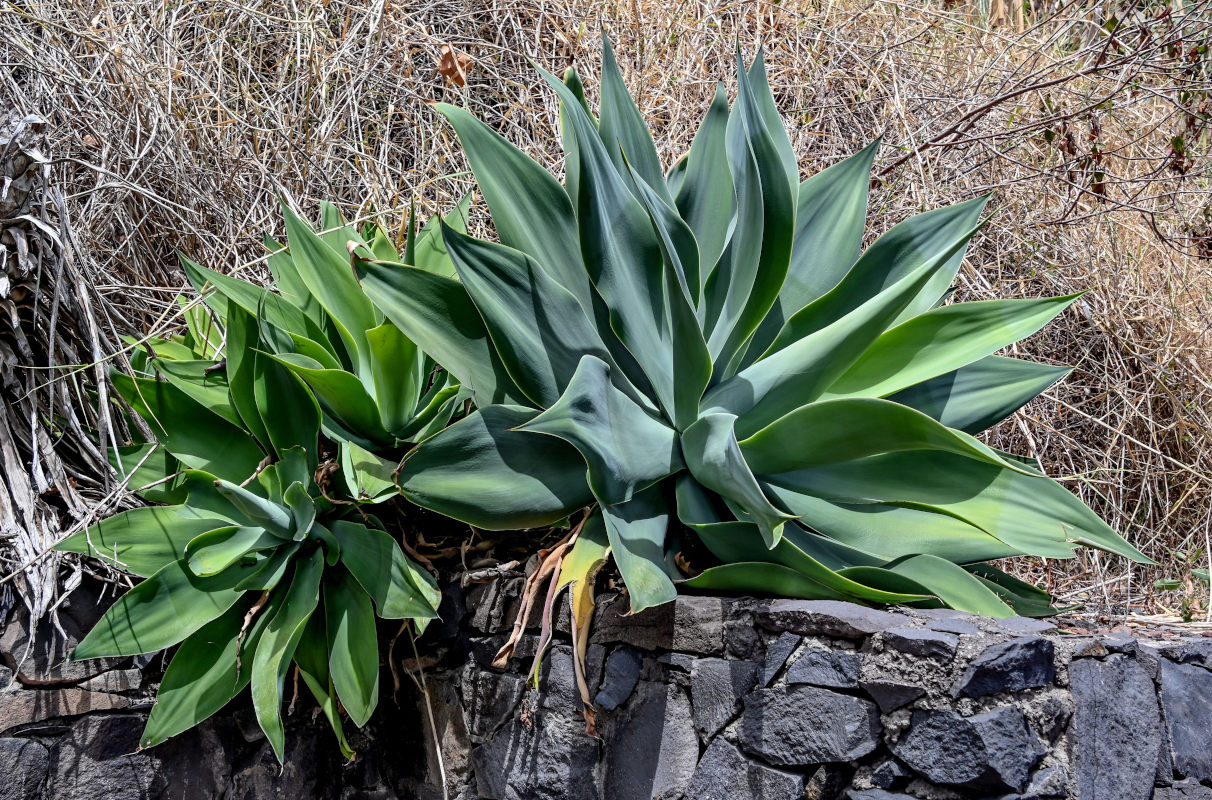 Изображение особи Agave attenuata.