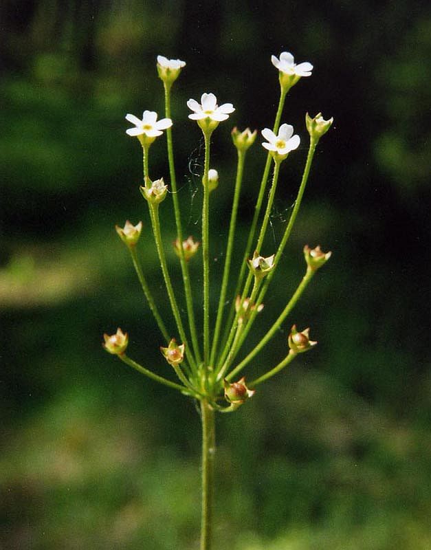 Image of Androsace septentrionalis specimen.