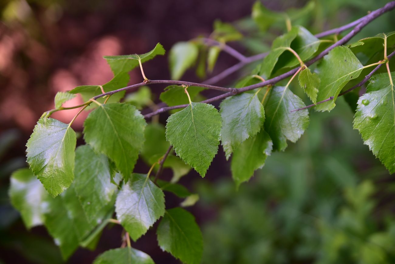 Image of genus Betula specimen.