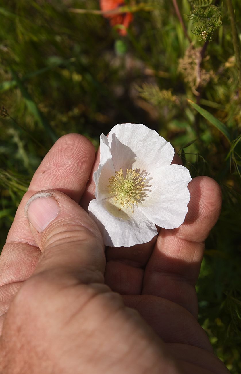 Image of genus Papaver specimen.