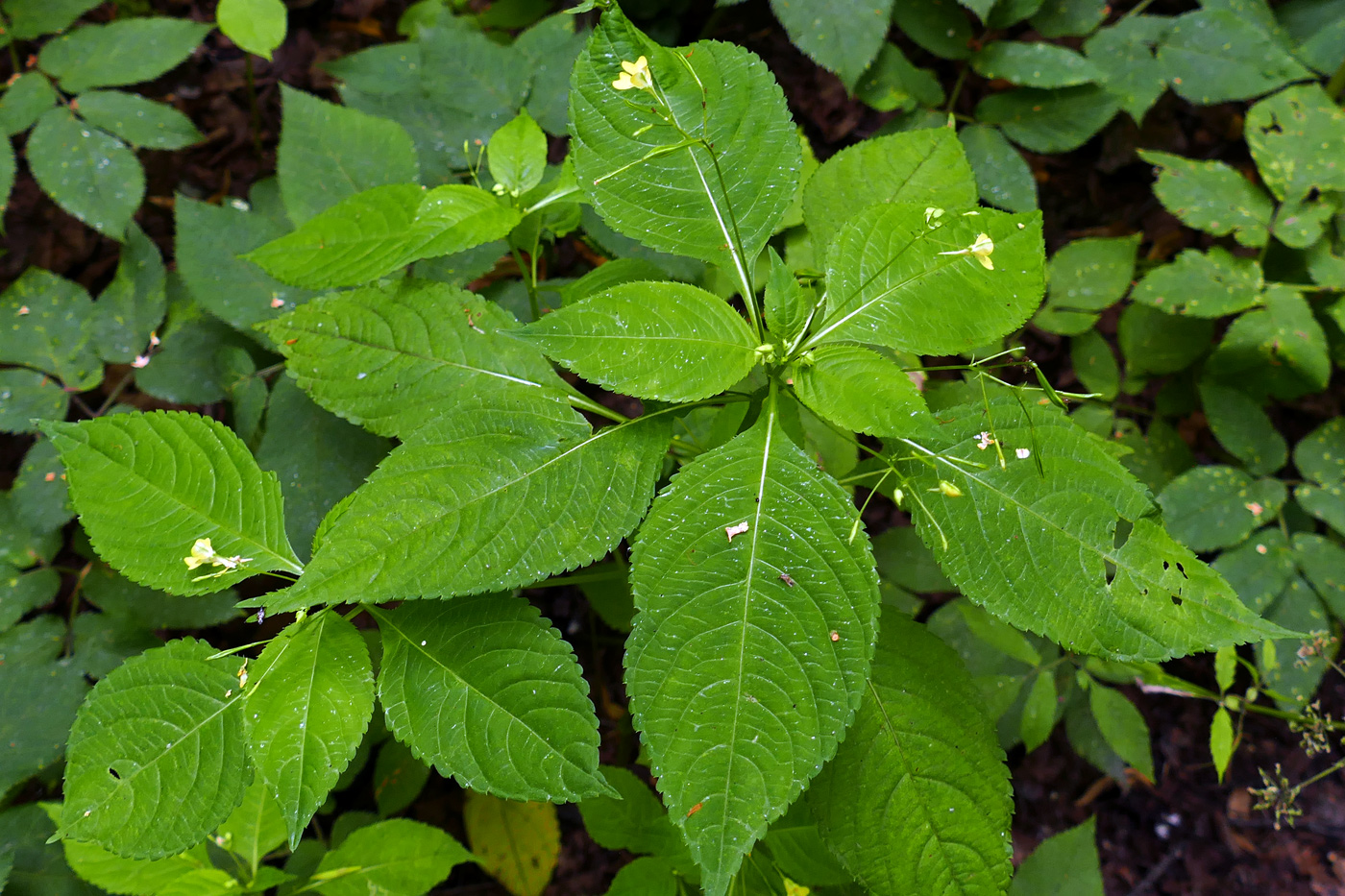 Изображение особи Impatiens parviflora.