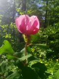 Paeonia daurica. Верхушка побега с цветком. Крым, Кировский р-н, Агармышский лес, возле грунтовой дороги. 03.05.2025.