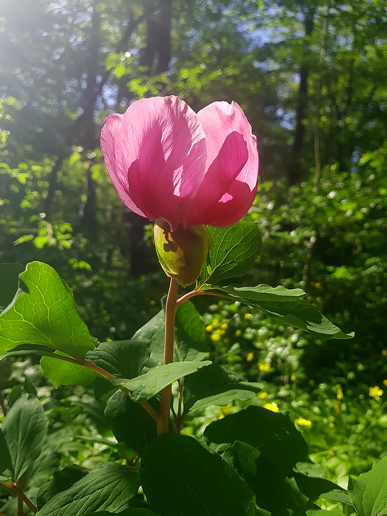 Изображение особи Paeonia daurica.