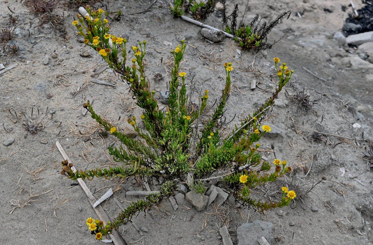 Image of Limbarda crithmoides specimen.