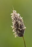 Alopecurus vaginatus. Соцветие. Дагестан, Казбековский р-н, окр. с. Дубки, луговой склон. 28.04.2026.