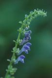 genus Scutellaria