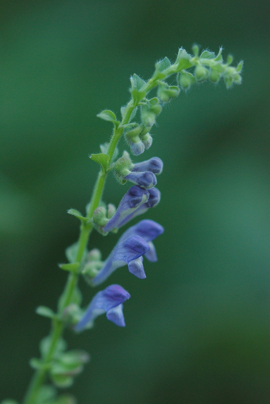 Image of genus Scutellaria specimen.
