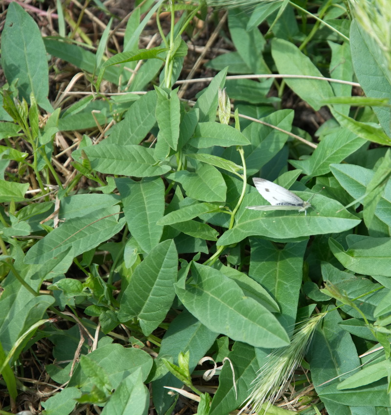 Image of Convolvulus arvensis specimen.
