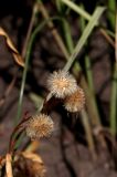 Erigeron glaucus