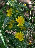 Scolymus hispanicus. Часть побега с соцветиями. Португалия, округ Бежа, дол. р. Рибейра-ду-Торгал, опушка лиственного леса. 04.06.2026.