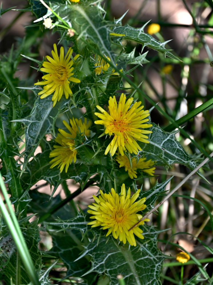 Изображение особи Scolymus hispanicus.