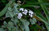 Ageratina adenophora