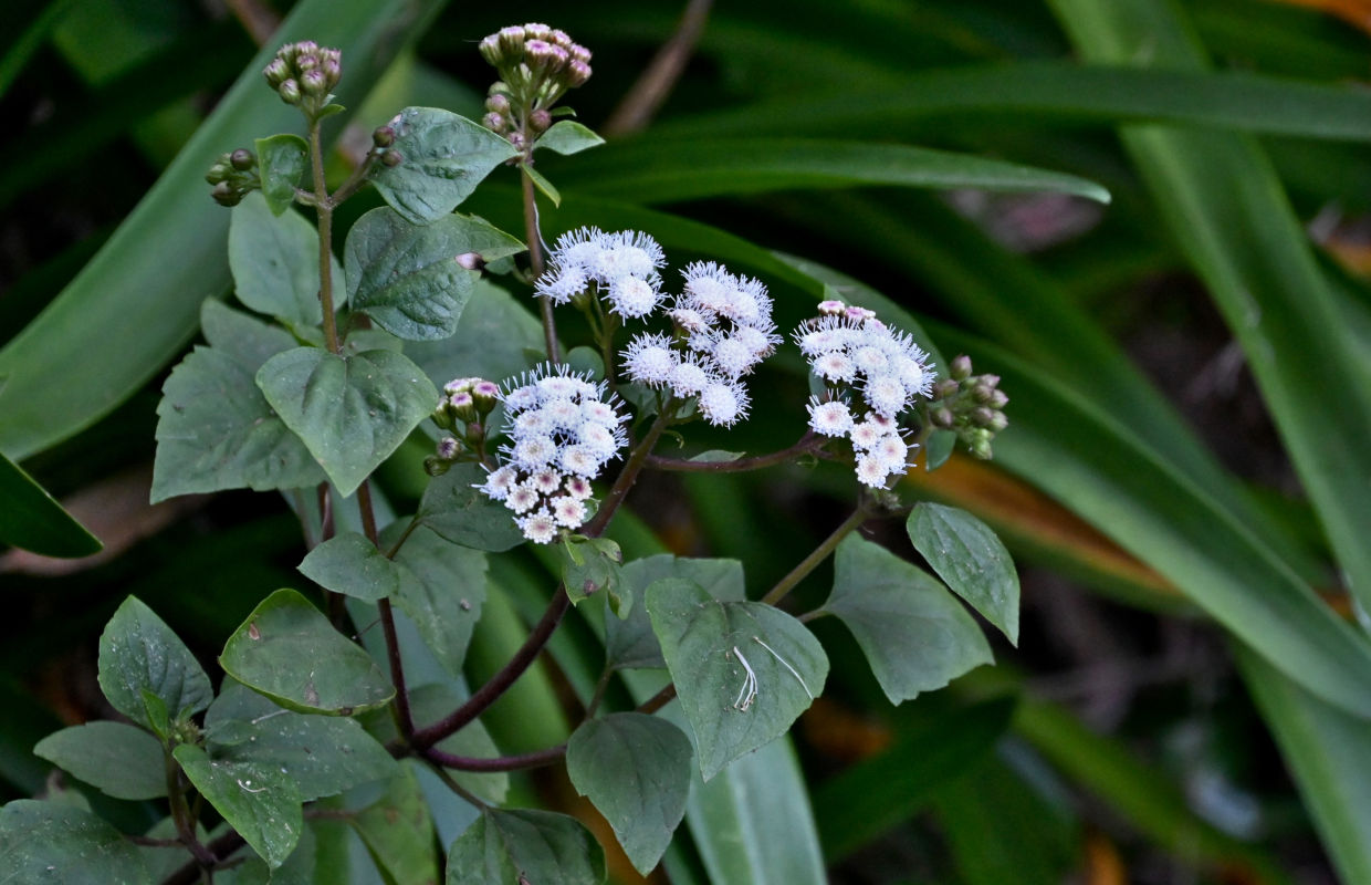 Изображение особи Ageratina adenophora.