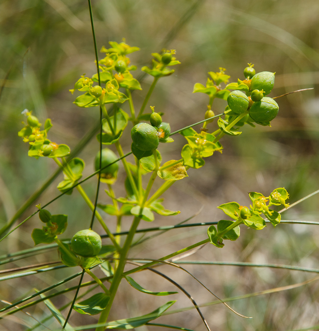 Image of genus Euphorbia specimen.